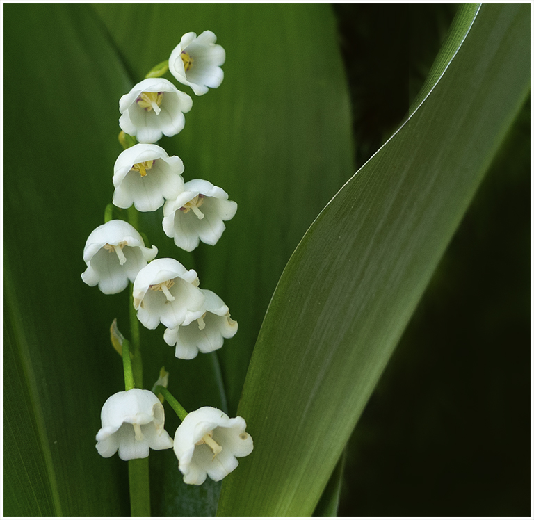 Traditional In Class B By Joy Battista For Lily Of The Valley MAY-2019.jpg